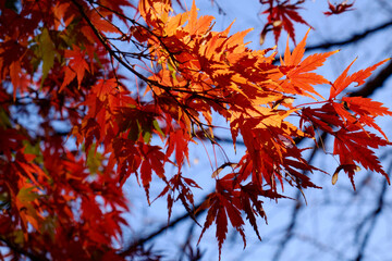 Autumn red and orange maple leafs on blue sky background