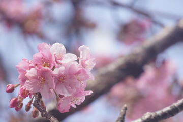 桜