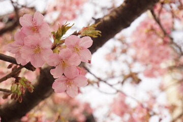 桜