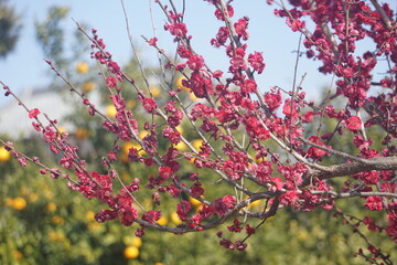 梅の花