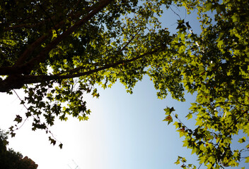 Fototapeta premium backlit tree leafs with blue sky background
