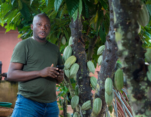 A happy African male farmer, trader, entrepreneur or businessman from Nigeria, holding a smart phone in his hands as he stand closely beside a cocoa tree filled with fruits in a farm - obrazy, fototapety, plakaty