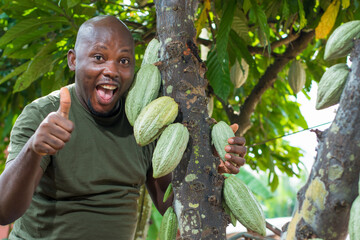 A happy African male farmer, trader, entrepreneur or businessman from Nigeria, holding a cocoa tree...
