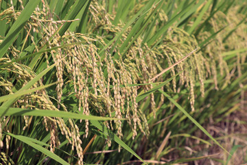 秋の実り初めの稲穂
