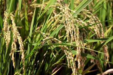 秋の実り初めの稲穂
