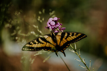 butterfly on flower