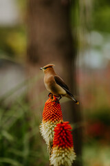 waxwing on torch lilie © noel
