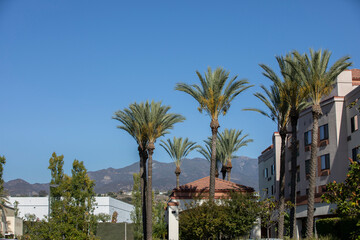 Fototapeta na wymiar Palm framed view of the downtown area of Foothill Ranch in Lake Forest, California, USA.