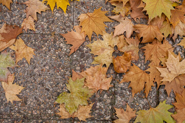 Close up of red orange yellow autumn tree leaves, seasonal change