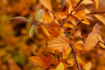 Close up of red orange yellow autumn tree leaves, seasonal change
