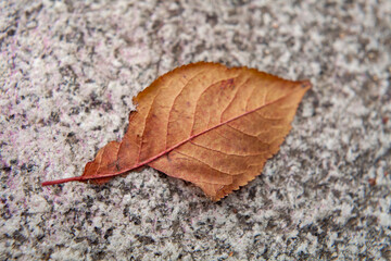 Close up of red orange yellow autumn tree leaves, seasonal change