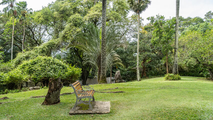 Fototapeta premium In a tropical garden, on a green lawn, there is a bench for relaxing. There is lush vegetation around - palm trees, bushes. Seychelles. Mahe 