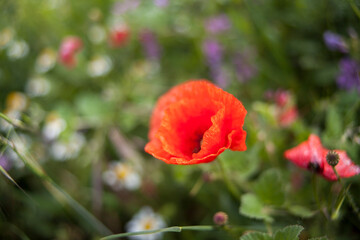 Fototapeta premium Macro close up portrait of red oriental poppy flower, nature