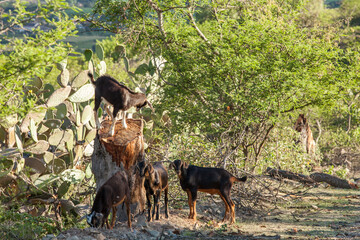 baby goats playing on tree trunk on dirt road during sunset - Powered by Adobe