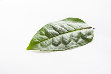 Ilex Guayusa leaf in white background isolated droplets caffeine
