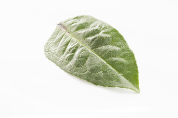 Ilex Guayusa leaf in white background isolated droplets caffeine