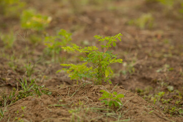 Close up Moringa leafs, trees, farm, nutrition, diet