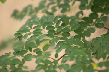 Close up Moringa leafs, trees, farm, nutrition, diet