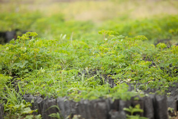 Close up Moringa leafs, trees, farm, nutrition, diet