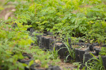 Close up Moringa leafs, trees, farm, nutrition, diet