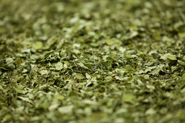 Close up Moringa leafs, trees, farm, nutrition, diet