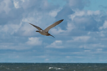 Fototapeta na wymiar Curlew (Kuitala) in flight over the sea. Numenius arquata.