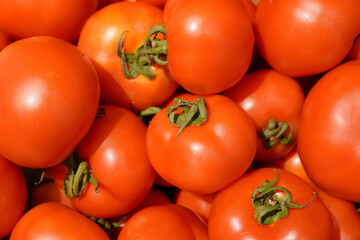 Farm fresh and ripe tomatoes