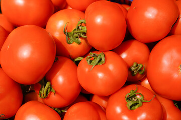 Farm fresh and ripe tomatoes
