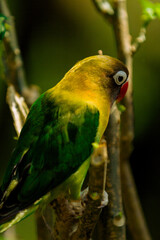 Lovebird in branch 