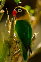 Lovebird in branch 