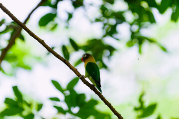 Lovebird in branch 