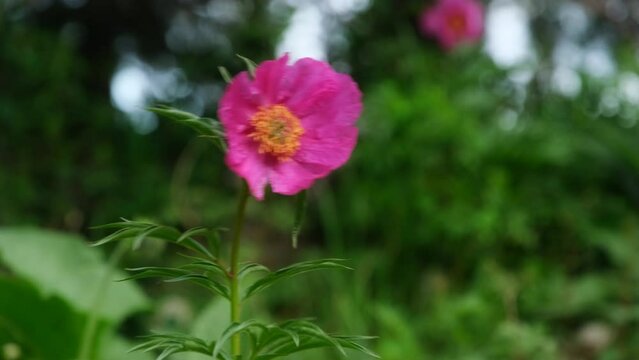 wild peony blossoms in the summer forest