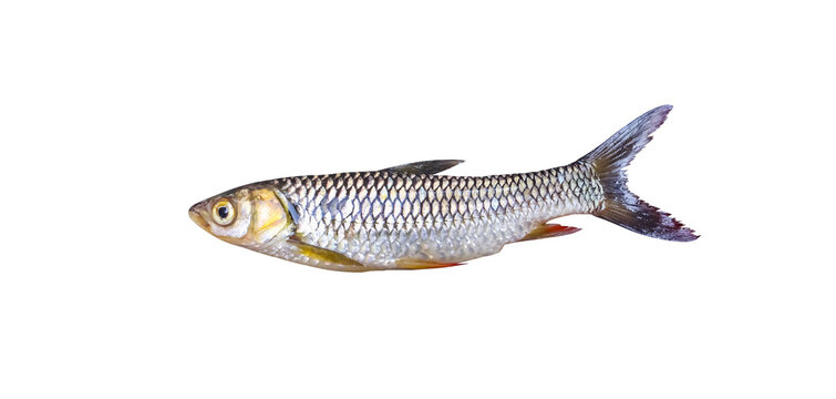 jullien's dud carp (Henicorhynchus siamensis)  isolated on white background ,clipping path