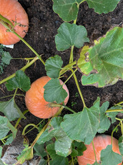 Obraz premium An orange large pumpkin grows in the garden. Preparation for the feast of All Saints' Day and Thanksgiving. Gardening