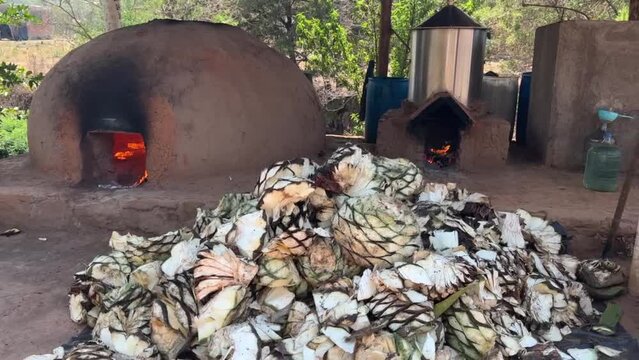 proceso para la fabricacion del destilado de agave, raicilla, bebida de alcohol tipica de san gregorio, jalisco mexico