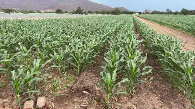 campos de milpa en autlan de navarro jalisco mexico