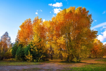  autumn trees in the park