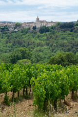 Fototapeta na wymiar Rows of green grapevines growing on pebbles on vineyards near Lacoste village in Luberon, Provence, France