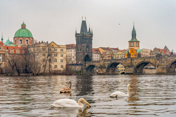 Cihelna Park and Swan with beautiful view of Prague near Charles bridge during winter . Prague , Czech  : December 12 , 2019