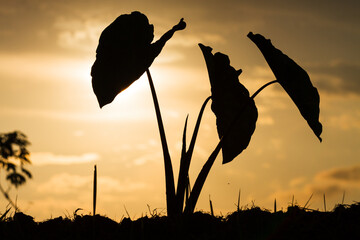 silhouette of a flower in sunset