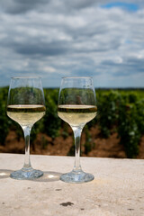 Tasting of white dry wine made from Chardonnay grapes on grand cru classe vineyards near Puligny-Montrachet village, Burgundy, France