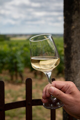Tasting of white dry wine made from Chardonnay grapes on grand cru classe vineyards near Puligny-Montrachet village, Burgundy, France