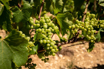 Chardonnay grape growing on Panoramic hilly Chablis Grand Cru appellation vineyards on limestone and marl soils, Burdundy, France