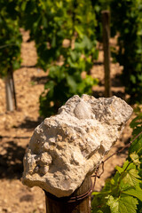 Sample of soil from Chablis Grand Cru appellation vineyards, limestone and marl soils with oyster fossils, Burdundy, France