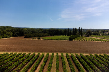 Obraz premium Rows of green grapevines growing on pebbles on vineyards near Lacoste village in Luberon, Provence, France