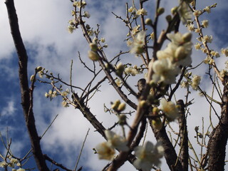 梅