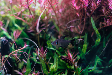 fish in the water tank, aquarium