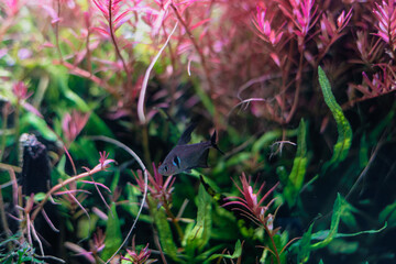 water grass and fish in the water tank, aquarium