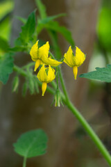 close-up of tomato plant flowers, yellow small blossom in the garden, soft-focus background with copy space