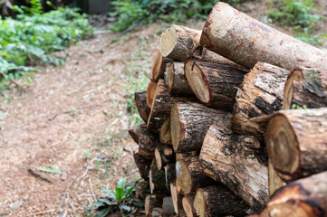 Pile of felled pine logs in the forest